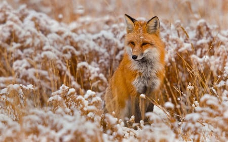 Red fox - animal, winter, nature, fox, field