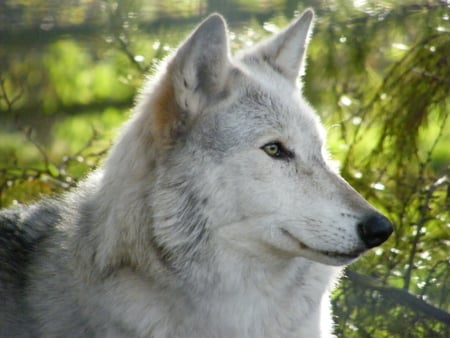 Wolf Portrait - nature, white wolf, animals, wildlife, wolves