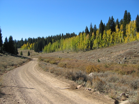 Beaver Creek Mountain Road - utah, trees, mountains, dirt road