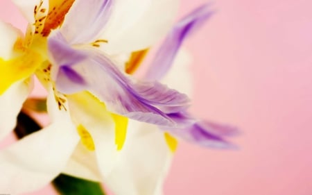 Delicate petals - flower, delicate, purple, pink, soft, yellow, white, petals, orchid, nature