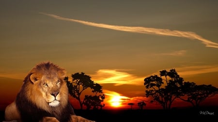 African King - male, sky, lion, trees, king, sunset, africa, beast, wild