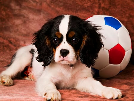 Football puppy - adorable, puppy, dog, ball, football, sweet, cute