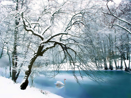 Lonely swan in lake - lonely, frozen, winter, nature, swan, cold, lake