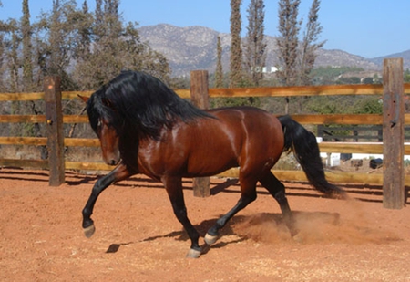 Southern Beauty - spanish, horses, beauty, bay, andalusian