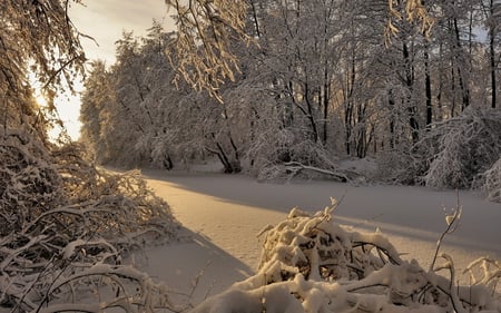 Winter - nice, beauty, season, trees, photography, great, sunset, white, amazing, view, cool, pretty, walk, tree, branches, landscape, winter, lovely, nature, snow, beautiful, scenery, sunrise