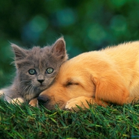 CUTE UNLIKELY,COMPANIONS