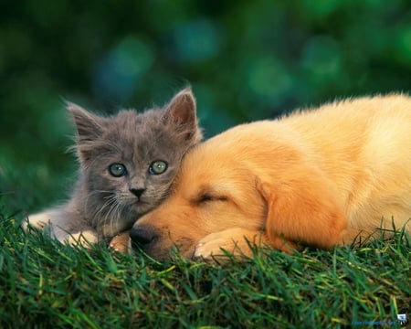 CUTE UNLIKELY,COMPANIONS - adorable, kitty, cute, pup, plus