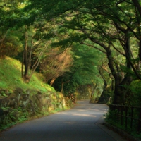 Road in the forest.