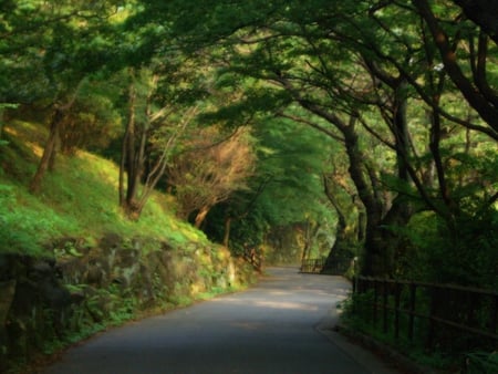 Road in the forest. - bend, curve, road, forest, tree