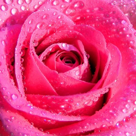 Beautiful Pink Rose for Birthday Princess Carol! - dewdrops, pink, petals, friendship, birthday, rose