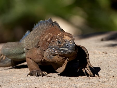 Large lizard - lizard, san diego zoo, san diego, california