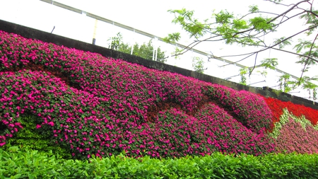 Wall displaying - fresh flowers, railing, wall displaying, beautiful