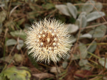 Lonely  autumn dandelion - flower, lonely, dandelion, autumn