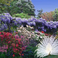 Allendale Gardens, Tasmania.