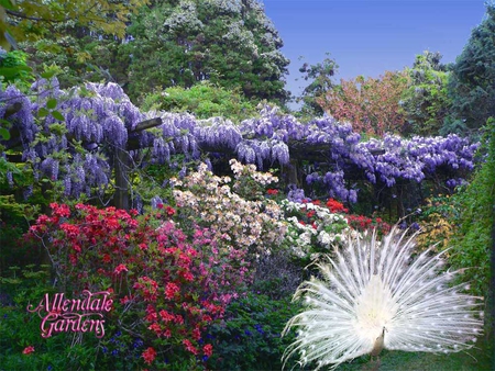 Allendale Gardens, Tasmania. - peacock, nature, tree, garden, flower, bird