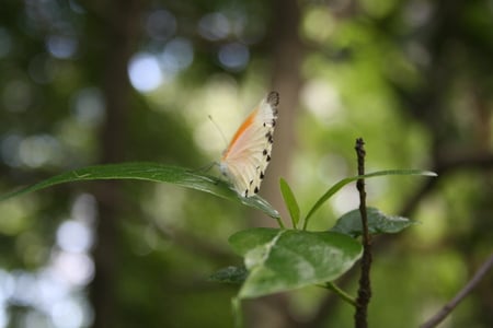 the one that almost got away - tree branch, nature, butterfly, beautiful