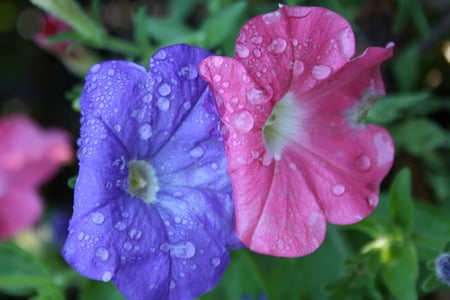 boy meets girl in nature - nature, love, pink flower, blue flower