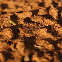 sand shadow