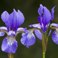 Purple irises.