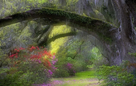 Softness. - path, nature, garden, spanish moss, flower, tree, softness