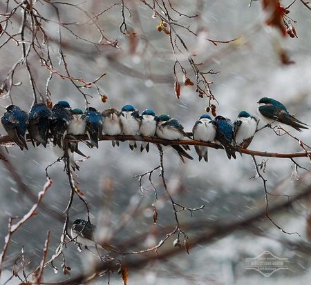 birds - nature, snow, blue, branch, birds