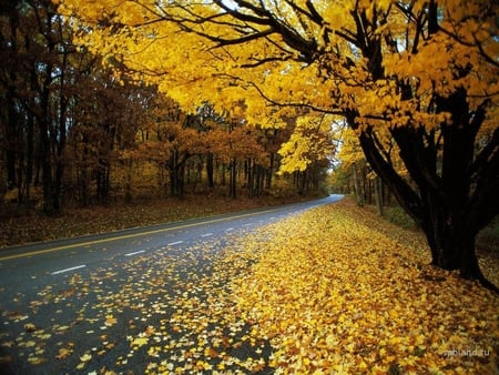 Autumn road. - nature, autumn, fall, scenery, leaf, tree, road, path