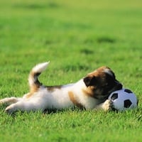 Dog playing