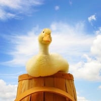 Yellow duck