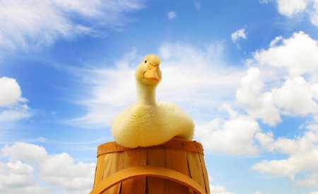 Yellow duck - sky, funny, duck, nice, clouds, humor, yellow