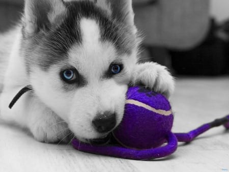 Siberian husky puppy - playful, dog, animal, husky, siberian