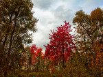 Red tree