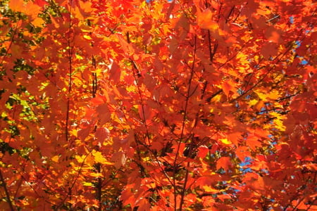 Fall Colors - orange, pretty, cool, warm