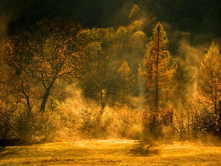 Golden Autumn - gold, nature, scenery, autumn