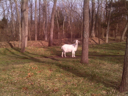 White Goat - white, woods, trees, grass, goat