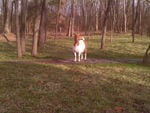 Brown and White Goat