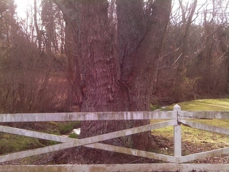 Old tree - white, water, fence, tree