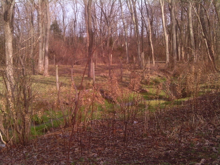 Tiny Little Stream - stream, grass, trees, water