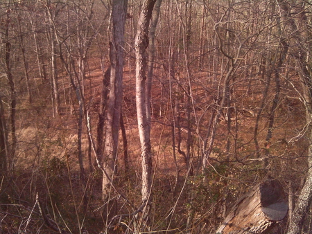 The Woods - trees, baren, leaves, brown