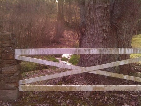 Quiet Setting - stone, fence, water, tree