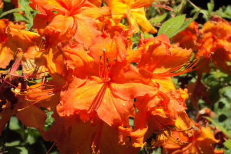 Orange Beauty - summer, azalea, pretty, warm