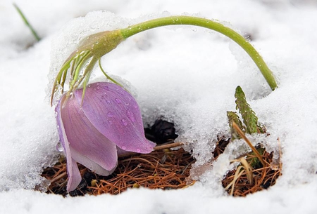 touch of spring - winter, flowers, spring, nature, snow