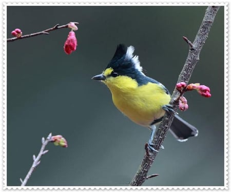 Taiwan Tit. - bird, nature, tit, flower, perch