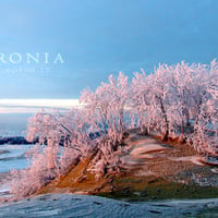 Pink hoarfrost in Curonia dunes