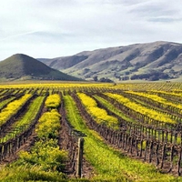 Vineyards in San Luis Obispo, California.