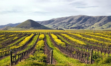 Vineyards in San Luis Obispo, California. - vineyard, hill, california, grape, field, path