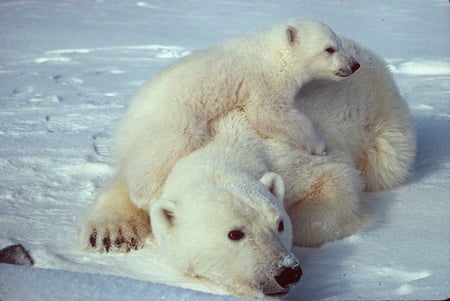 Baby cub cuddling with Mommy.