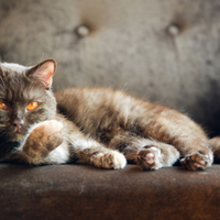 The Cat King
