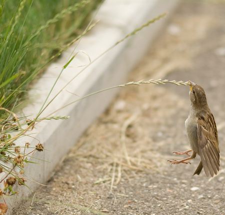 Funny Bird - bird, grains, hanging, funny, food, grass