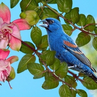 Blue Grosbeak.