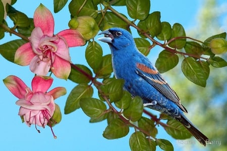 Blue Grosbeak. - bird, animal, flower, perch, grosbeak